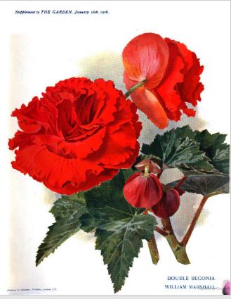 B. ‘William Marshall’